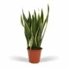 Sansevieria Laurentii - H65cm, ø17cm - Plante D'intérieur Sans Entretien