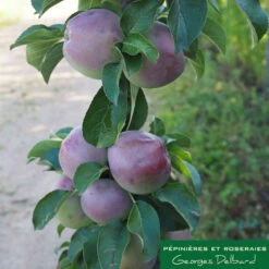 Pommier Colonnaire Chinon : Conteneur 12 Litres -Magasin De Graines De Plantes 423700 001