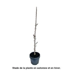 Pommier Colonnaire Chinon : Conteneur 12 Litres -Magasin De Graines De Plantes 423700 004
