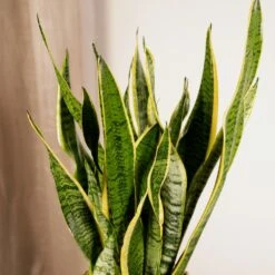 Sansevieria Laurentii - H65cm, ø17cm - Plante D'intérieur Sans Entretien -Magasin De Graines De Plantes 426573eb7a63c038