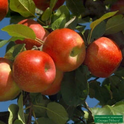 Pommier Ariane : Gobelet 3 Ans D'âge -Magasin De Graines De Plantes 427320 001