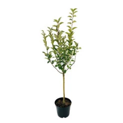 Pommier Ariane : Gobelet 3 Ans D'âge -Magasin De Graines De Plantes 427320 003
