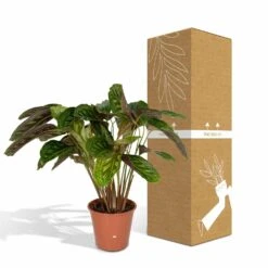 Calathea Flamestar - H75cm, ø19cm - Grande Plante D'intérieur 9 Calathea Flamestar - H75cm, ø19cm - Grande Plante D'intérieur -Magasin De Graines De Plantes 42cf26d6aec70c6e