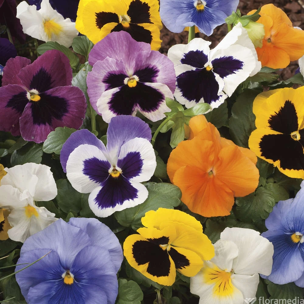 Pensée : Jardinière Colorée 40 Cm - Coloris Variables 2 Pensée : Jardinière Colorée 40 Cm - Coloris Variables – Image 2