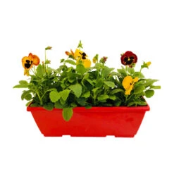 Pensée : Jardinière Colorée 40 Cm - Coloris Variables 8 Pensée : Jardinière Colorée 40 Cm - Coloris Variables -Magasin De Graines De Plantes 431665 004