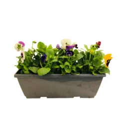 Pensée : Jardinière Colorée 40 Cm - Coloris Variables 9 Pensée : Jardinière Colorée 40 Cm - Coloris Variables -Magasin De Graines De Plantes 431665 005