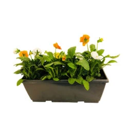 Pensée : Jardinière Colorée 40 Cm - Coloris Variables 10 Pensée : Jardinière Colorée 40 Cm - Coloris Variables -Magasin De Graines De Plantes 431665 006