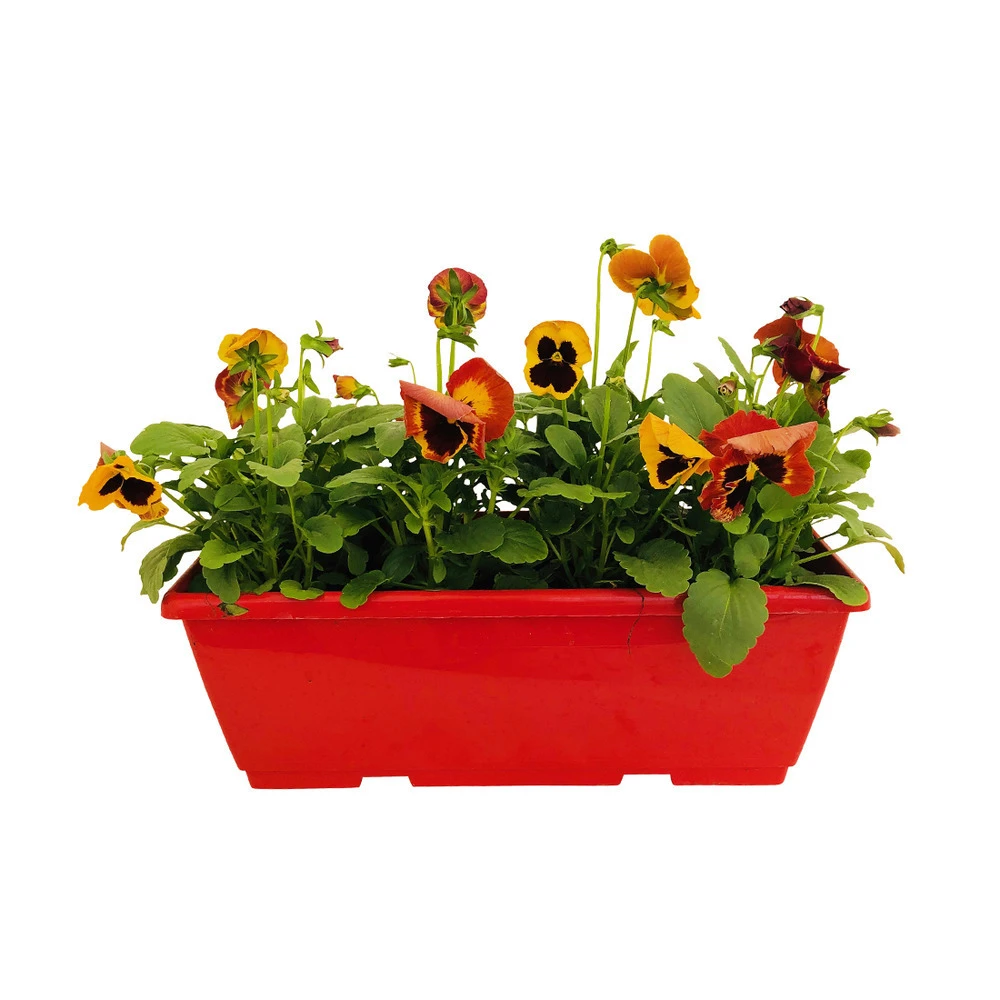 Pensée : Jardinière Colorée 40 Cm - Coloris Variables 6 Pensée : Jardinière Colorée 40 Cm - Coloris Variables – Image 6