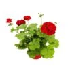Géranium 'Calliope Dark Red' : Pot 4,5 Litres