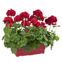 Geranium Interspécifique:jardinière 50 Cm - Coloris Variables 7 Geranium Interspécifique:jardinière 50 Cm - Coloris Variables -Magasin De Graines De Plantes 435586 006