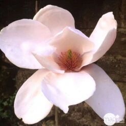 Primevères En Jardinière De 40cm Couleur - Coloris Variables -Magasin De Graines De Plantes 440466 006