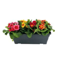 Primevères En Jardinière De 40cm Couleur - Coloris Variables -Magasin De Graines De Plantes 440466 008