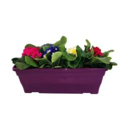 Primevères En Jardinière De 40cm Couleur - Coloris Variables -Magasin De Graines De Plantes 440466 010