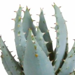 Gasteria, Haworthia Et Leurs Caches-pots, Box De 5 Plantes - H11cm, ø6,5cm - Plantes D'intérieur -Magasin De Graines De Plantes 442d1c683b3d163f