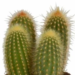 Cactus, Box De 3 Plantes - H15cm, ø10,5cm - Plantes D'intérieur -Magasin De Graines De Plantes 446043fb59ca02cc