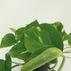 Epipremnum Aureum Scindapsus X2 - H25cm, ø15cm - Plante D'intérieur 7 Epipremnum Aureum Scindapsus X2 - H25cm, ø15cm - Plante D'intérieur -Magasin De Graines De Plantes 461f129a2cd4c0d8