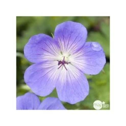 Géranium Rozanne ® : Conteneur De 2 Litres Bleu -Magasin De Graines De Plantes 468587 001