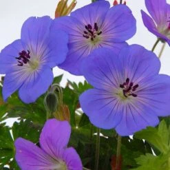 Géranium Rozanne ® : Conteneur De 2 Litres Bleu