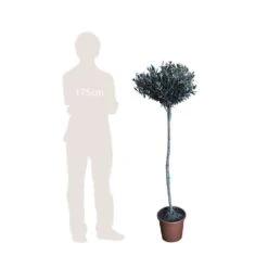 Olivier, Olea Europaea, Sur Tige H120/140cm : Pot D24cm -Magasin De Graines De Plantes 471424 002
