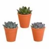Echeveria Et Leurs Caches-pots Terracotta, Box De 3 Plantes - H12cm, ø9,5cm - Plantes D'intérieur
