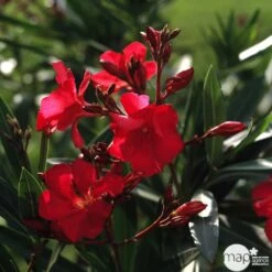 Laurier Rose - Nerium Oleander "Rouge": H70/80cm D25cm: Pot 7 Litres
