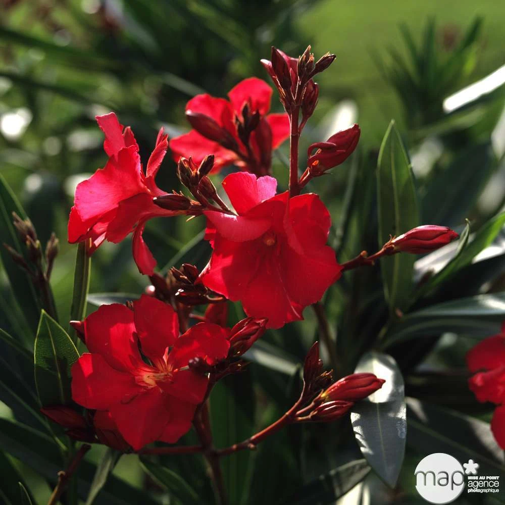Laurier Rose - Nerium Oleander "Rouge": H70/80cm D25cm: Pot 7 Litres 1 Laurier Rose - Nerium Oleander "Rouge": H70/80cm D25cm: Pot 7 Litres