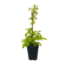 Framboisier 'Glen Ample' Bio : Pot De 3 Litres -Magasin De Graines De Plantes 492120 004