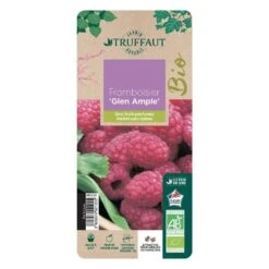Framboisier 'Glen Ample' Bio : Pot De 3 Litres -Magasin De Graines De Plantes 492120 006