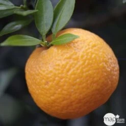 Bergamotier:AB Conteneur 3 Litres -Magasin De Graines De Plantes 493514 002