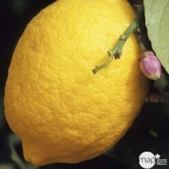 Citronnier 4 Saisons:AB Conteneur 3 Litres -Magasin De Graines De Plantes 493516 001