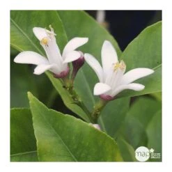 Citronnier 4 Saisons:AB Conteneur 3 Litres -Magasin De Graines De Plantes 493516 002