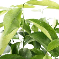 Citronnier 4 Saisons:AB Conteneur 3 Litres -Magasin De Graines De Plantes 493516 003