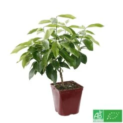 Citronnier 4 Saisons:AB Conteneur 3 Litres -Magasin De Graines De Plantes 493516 005