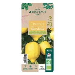 Citronnier 4 Saisons:AB Conteneur 3 Litres