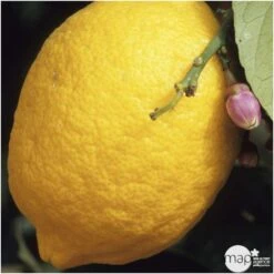 Citronnier Meyer:AB Conteneur 3 Litres -Magasin De Graines De Plantes 493531 001