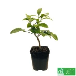 Citronnier Meyer:AB Conteneur 3 Litres -Magasin De Graines De Plantes 493531 005