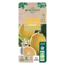 Citronnier Meyer:AB Conteneur 3 Litres