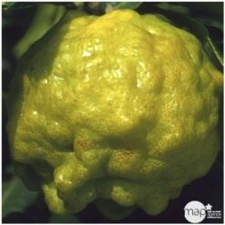 Combava AB :conteneur 3 Litres 10 Combava AB :conteneur 3 Litres -Magasin De Graines De Plantes 493533 004