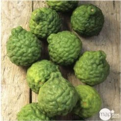 Combava AB :conteneur 3 Litres 11 Combava AB :conteneur 3 Litres -Magasin De Graines De Plantes 493533 005