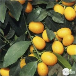 Kumquat : Ctr 3 Litres, Agriculture Biologique -Magasin De Graines De Plantes 493534 001