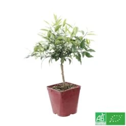 Kumquat : Ctr 3 Litres, Agriculture Biologique -Magasin De Graines De Plantes 493534 003