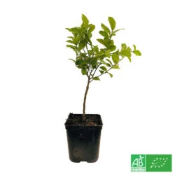 Limettier ' Mexicaine':AB Conteneur 3 Litres -Magasin De Graines De Plantes 493535 003