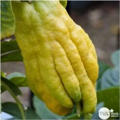 Main De Bouddah:AB Conteneur 3 Litres 8 Main De Bouddah:AB Conteneur 3 Litres -Magasin De Graines De Plantes 493536 001