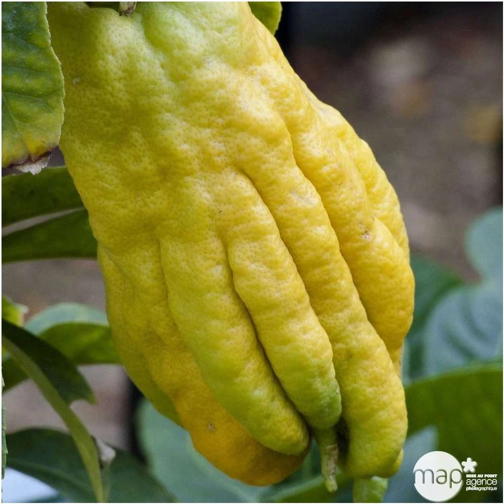 Main De Bouddah:AB Conteneur 3 Litres 4 Main De Bouddah:AB Conteneur 3 Litres – Image 4