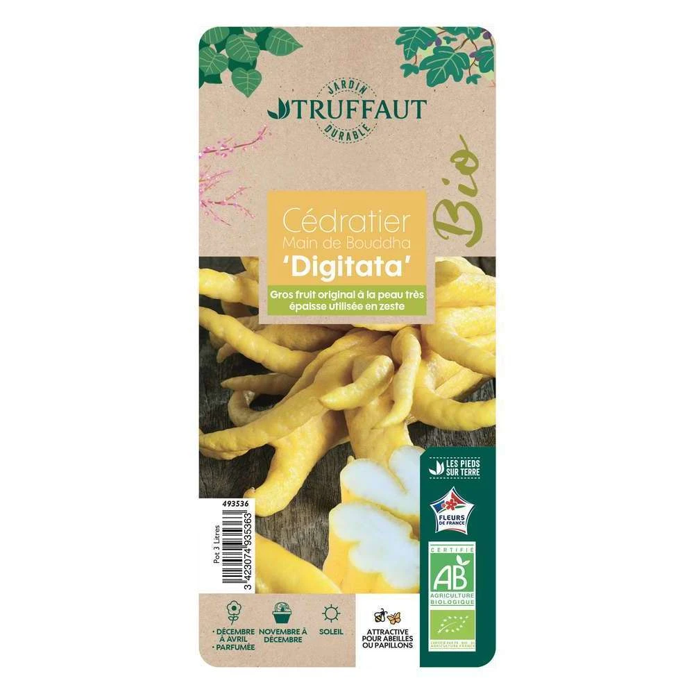 Main De Bouddah:AB Conteneur 3 Litres 1 Main De Bouddah:AB Conteneur 3 Litres