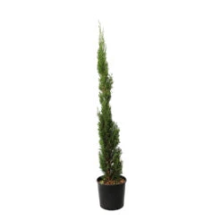 Cupressus Sempervirens 'Totem' :H. 100/110 Cm Pot 10 L