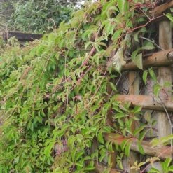 Vigne Vierge Henryana - Parthenocissus Henryana 3l -Magasin De Graines De Plantes 4973df6b15814da6