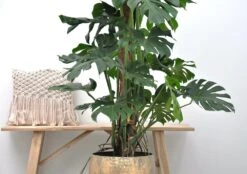 Monstera Deliciosa Xxl - H150cm, ø24cm - Très Grande Plante D'intérieur -Magasin De Graines De Plantes 4a67451028bff786