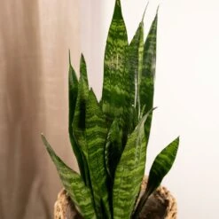 Sansevieria Zeylanica - H55cm, ø14cm - Plante D'intérieur Sans Entretien 7 Sansevieria Zeylanica - H55cm, ø14cm - Plante D'intérieur Sans Entretien -Magasin De Graines De Plantes 4b22abfedd7b3d72