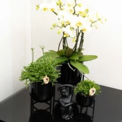 Rhipsalis Baccifera - H10cm, ø6cm - Plante D'intérieur -Magasin De Graines De Plantes 4b83bd2ab48d9579